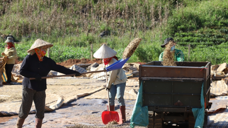 Sơn La sản xuất cà phê gắn với bảo vệ môi trường