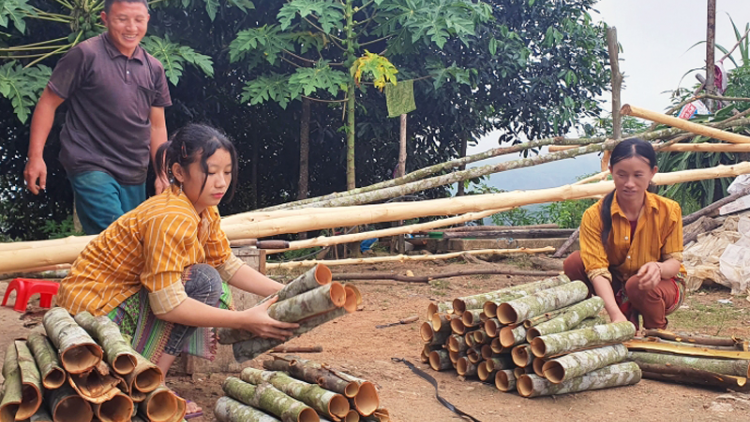 Diện tích quế Lào Cai vươn lên thứ 2 toàn quốc: vừa mừng, vừa lo