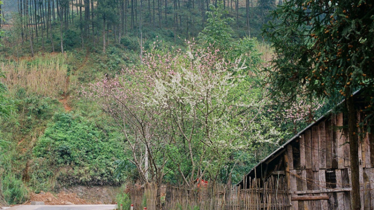 Hà Giang trong mắt chàng trai người Tày