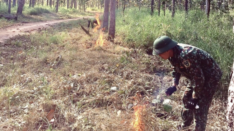 Bảo vệ hệ sinh thái rừng khộp tại Vườn quốc gia Yok Đôn trong mùa khô