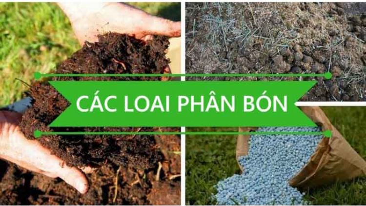 Đắk Lắk: Nhà nông lo lắng khi giá phân bón tăng cao