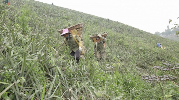 Lời giải nào cho bài toán tiêu thụ dứa quả ở Lào Cai trước ảnh hưởng bởi chiến sự Nga – Ukraina?