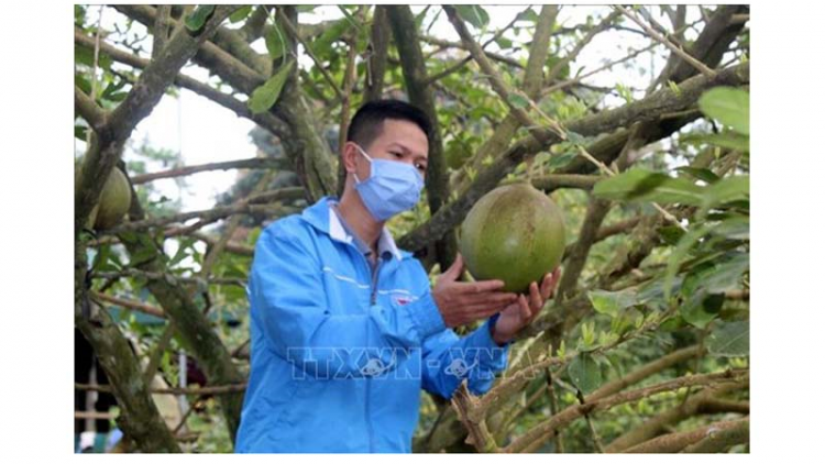 Chàng trai làm giàu ở huyện miền núi Như Thanh