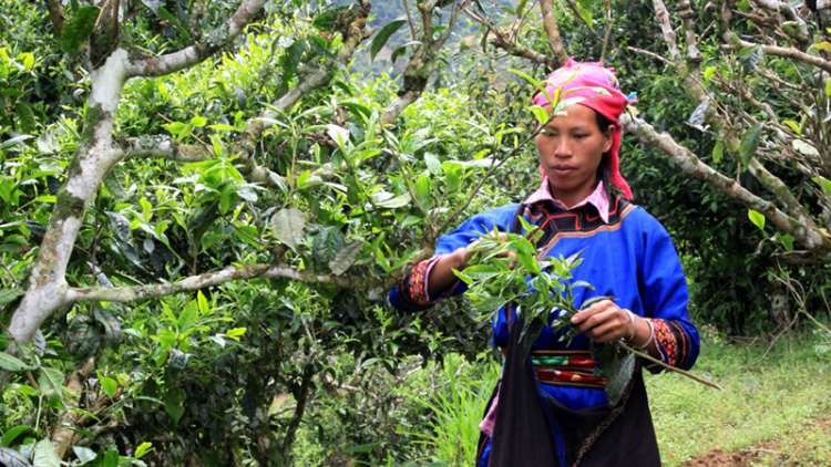 Nhớ mùi Shan tuyết sao suốt