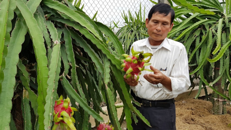 GIẢI LỜI NGUYÊN CHO CÂY THANH LONG:Bài 3: Chuyên nghiệp hoá nông dân, tạo liên kết vùng sản xuất