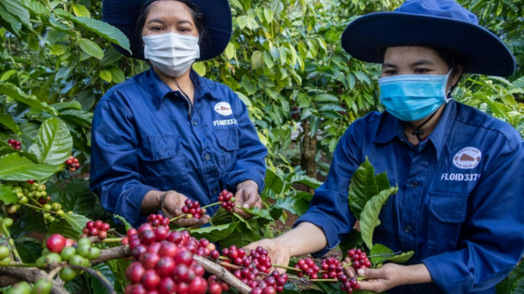 Cà phê đặc sản hành trình từ đắng đến thành quả ngọt