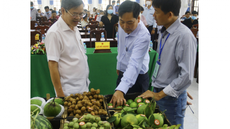 Hợp tác xã trái cây sinh học OCOP giúp nhà vườn Hậu Giang nâng cao thu nhập