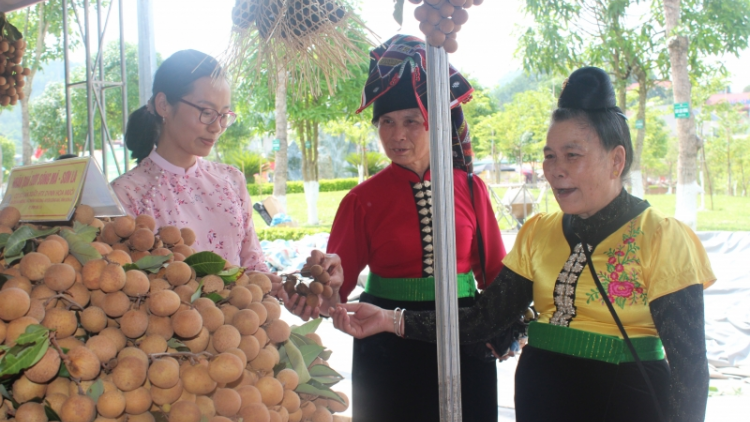 Nhãn Sông Mã- niềm tự hào của nông dân Sơn La