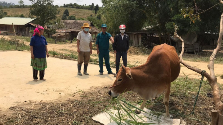 Lãnh đạo xã tiên phong kêu gọi mua bò giống giúp người nghèo vượt khó