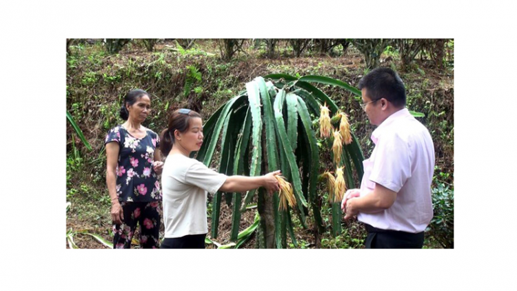 Thoát nghèo bền vững nhờ nguồn vốn vay ưu đãi ở Tuyên Quang