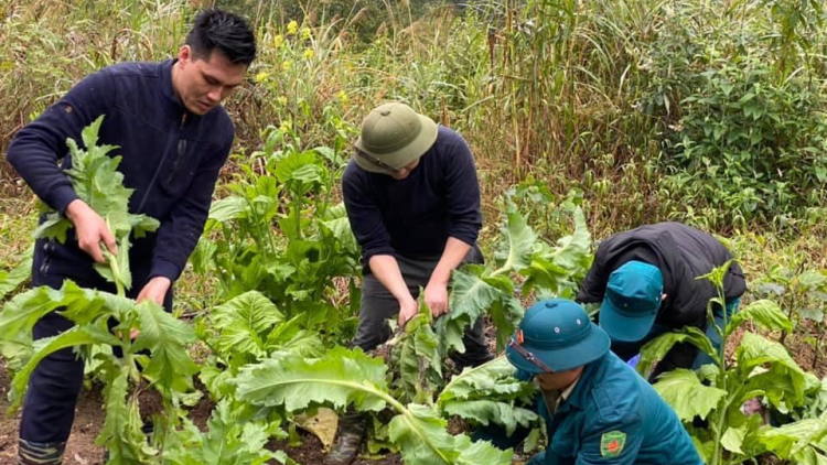 Trồng cây thuốc phiện ở vùng sâu Cao Bằng: Tập tục hay phạm pháp?