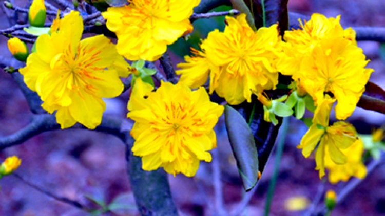 khau tin 19h harei 8/5 saong 6h30 harei 9/5