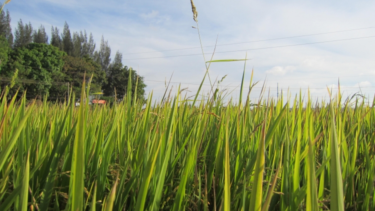 Bhap bini Cam Binh Thuan khang takai yam tagok