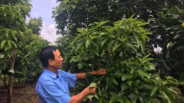 Hyôh kong prâi hơ’lêh-Kuăn pơlê trâm pá