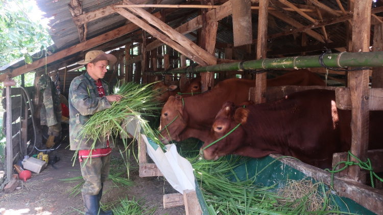 Dak Lak mơdêk păn mơnăn, í peâp tiô troăng hơlâ krá tơniăn
