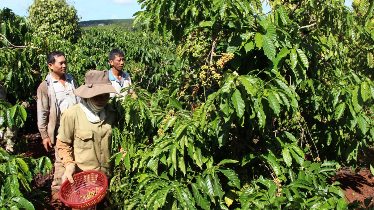 Dak Lak: kơphế ôh tá châ hên [ă yă hnối rơpâ
