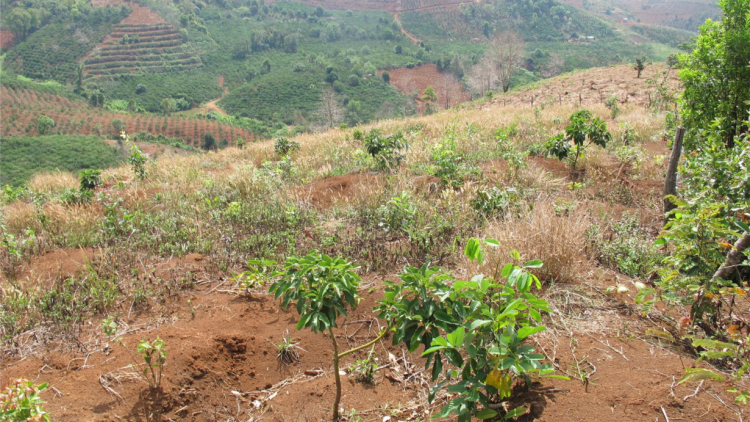 Dak Lak: Vâ chê 200 ha tơnêi kong pơcháu ôh tá tro tơdroăng la xuân tá hâi teăm châ mơdrếo
