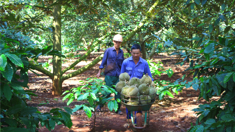 Dak Lak: Châ tơ-[rê cheăng kâ ing pêt tơvât loăng plâi kâ tung kơdrum kơphế