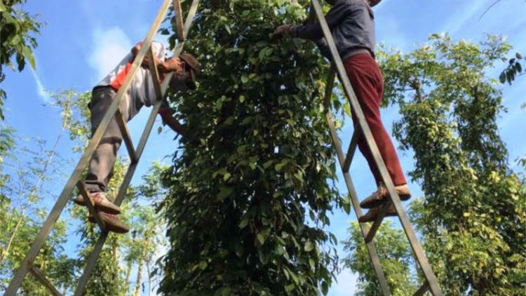 Dak Lak: Deăng pêt tiu tâk rế hên, yă tê rế chu rơpâ
