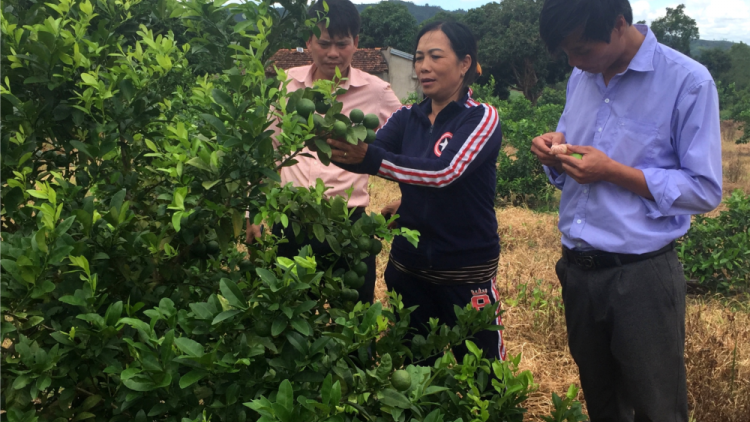 Pêt loăng plâi kâ: Kuăn pơlê Gia Lai hbrâ tăng troăng prôk ki nếo