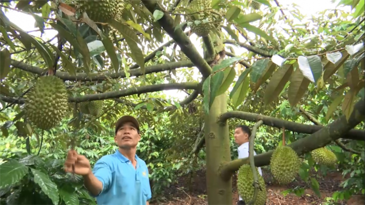 Gia Lai, Dak Lak pêt tơvât loăng plâi kâ ki lo liăn hên