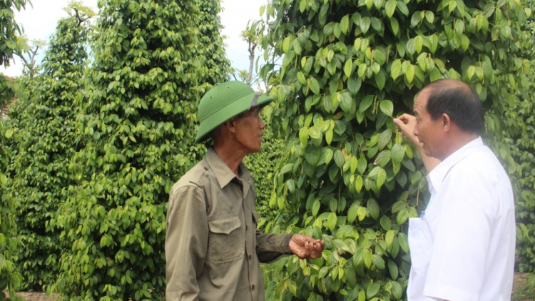 Dak Lak: Mâu lêng hơnăm hiăng krâ tơkâ luâ tơdroăng châi heăng xua tro trếo ‘mêi rôh tơplâ nah