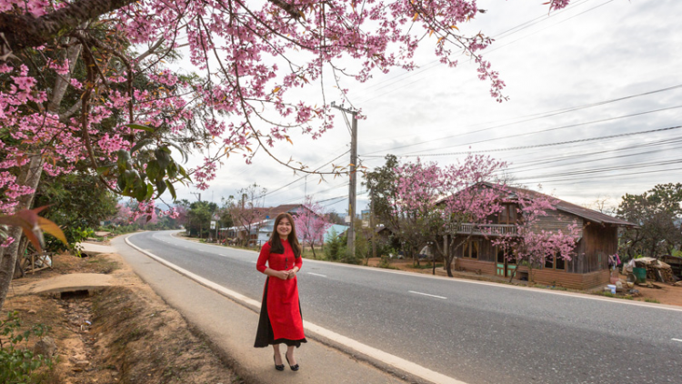Lâm Đồng: Tơpok tơpâ, eăng ro to reăng mai anh đào