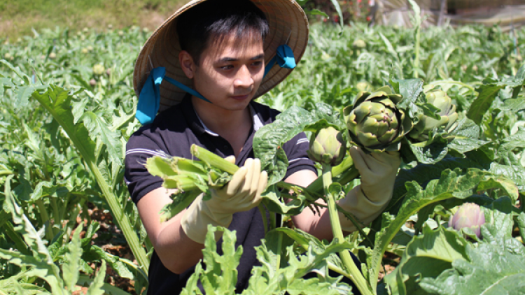 Ngế rơtăm Lâm Đồng pro kro mơdro\ng ing loăng atiso túa pêi phá xêh tâ mâu ki ê
