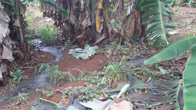 Dak Lak: ‘Mêi hyôh kong prâi a cheăm }ư\ Êbuôr