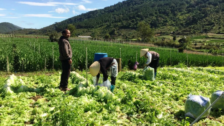 Lâm Đồng: Mơngế pêt kơchâi ôh tá ro kâ Têt xua yă kơchâi rơpâ ó