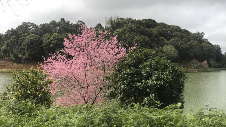 Le\m mơnâ mâ reăng anh đào a tơbăng ngo Măng Deang - Kon Tum