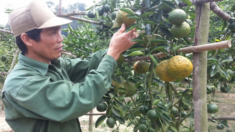 Pêt kơchâi, plâi krúa tơniăn: troăng hơlâ mơnhông cheăng kâ ki nếo a Gia Lai