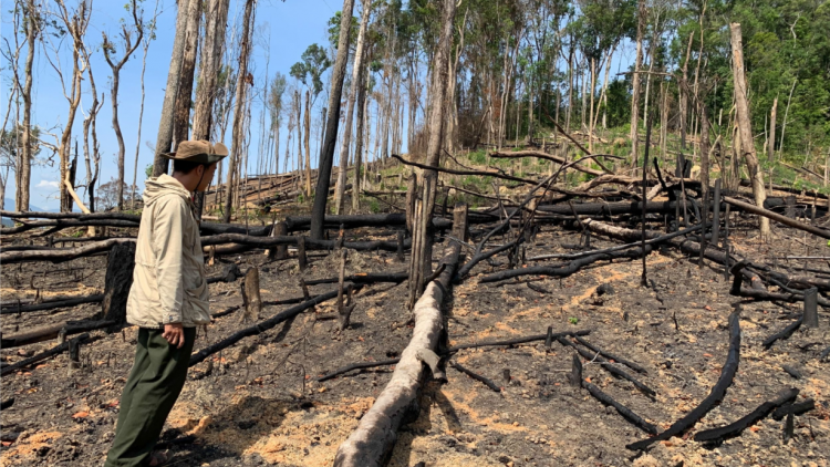 ​Dak Lak: Vâ chê 140 ha kong tro chôu, ko ‘nhiê, hdi xo