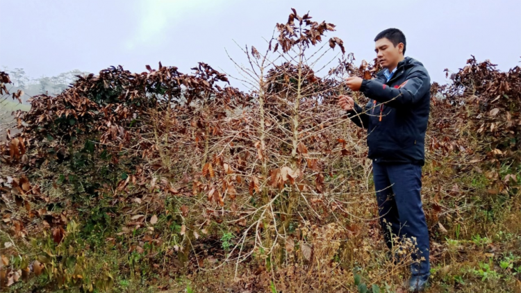 Lâm Đồng: Inoâ xăng po pro lu\p vâ chê 50 rơtal liăn