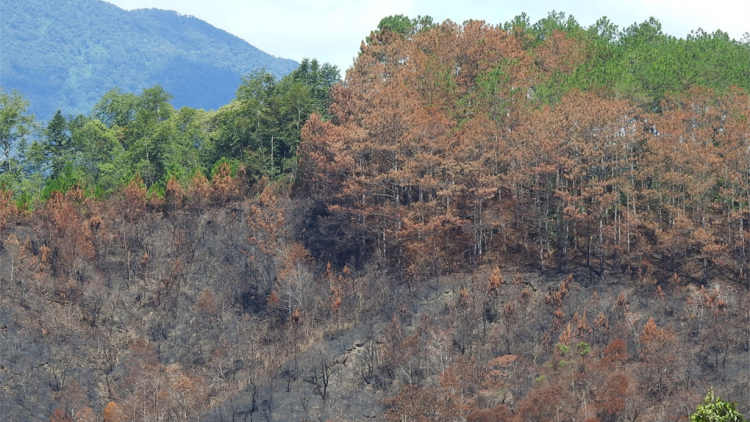 Kon Tum: Thâ séa ngăn tơdroăng on chếo lối 12 ha kong loăng hngó a tơring Kon Plong