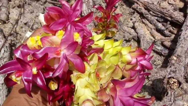 Reăng klo#ng kong-tơmeăm kâ ki xú ho\m kong kế Tây Nguyên