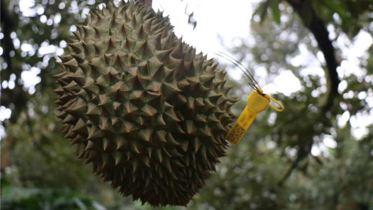 Sầu riêng Krông Pa]-Mâu rơnó ki châ krí hên