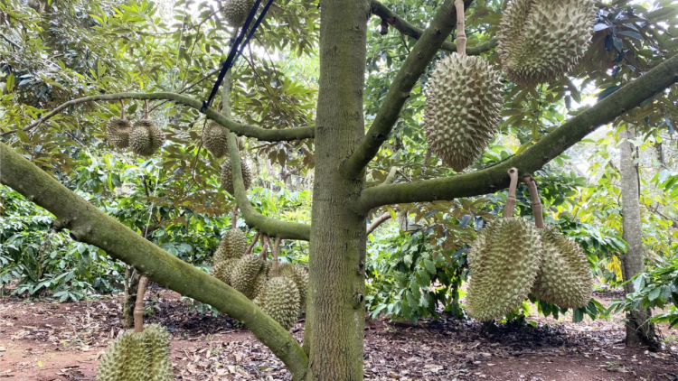 Sầu riêng  Dak Lak xuân ối châ tê tơniăn