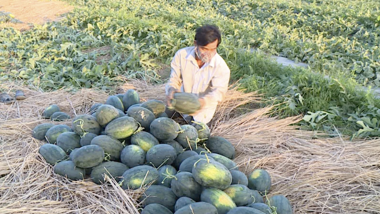 Pơreăng Covid-19 châ kâi mơdât, kuăn pơlê Gia Lai phiu ro xua tơmeăm pêi lo châ hên ƀă tê ai yă
