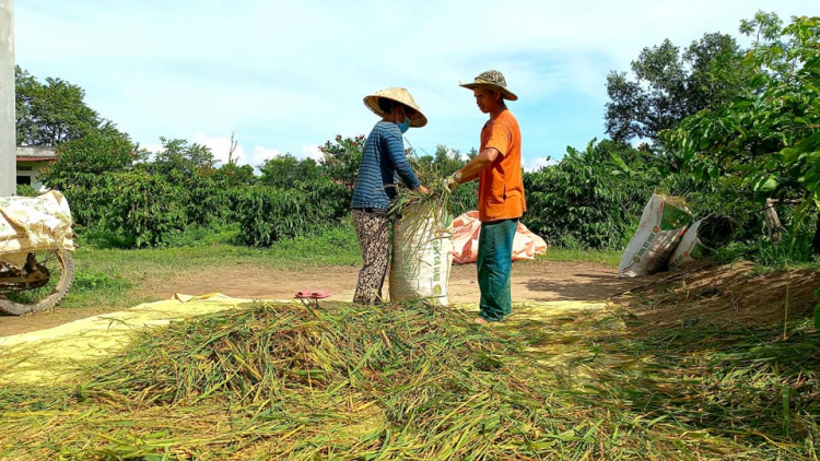 Dak Lak: Tơdroăng rêh ối nếo a mâu pơlê cheăm ki ai pơreăng hdrối nah