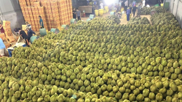 Ki xơpá ‘na rŏng klêi kơ’nâi rôh po tơbleăng sầu riêng