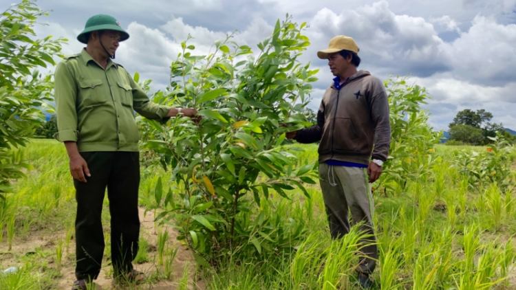 Pêt loăng a Gia Lai 2017 – 2021: Hên tíu 10 xiâm loăng mê hiăng hlâ 9 xiâm