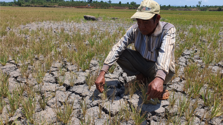 Gia Lai: Ôh tá bê têa, rêm hơnăm châ hectar báu răng hlâ