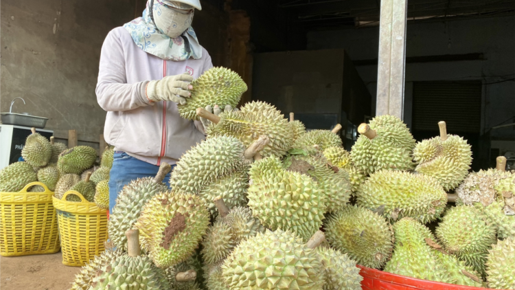Dak Lak mơ-eăm tăng tíu tê plâi sầu riêng