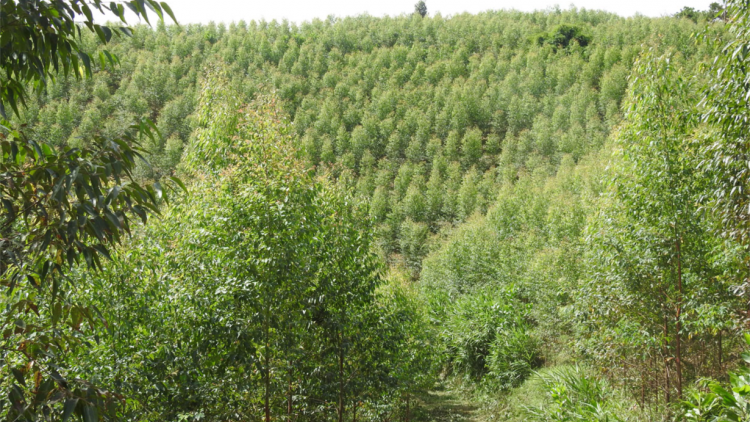 Kon Tum: Pêt nếo lối 4.700ha kong luâ pơkâ