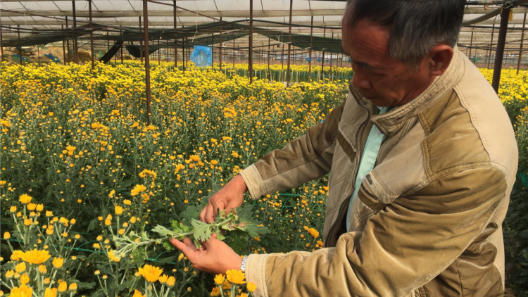 Pơreăng kâ ‘nhiê hr^ng ha reăng cúc a Đà Lạt