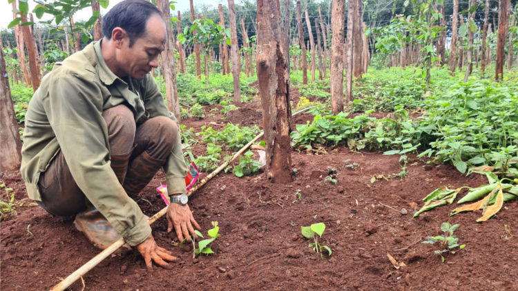 Gia Lai: Tiu to yă iâ, kuăn pơlê pơxiâm vêh pêt nếo