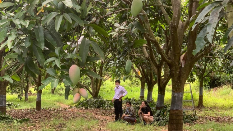 Yă plâi nong chu rơpâ, mơngế ki pêt lup hên