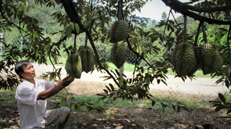 Lâm Đồng: Thăm pêt hên plâi sầu riêng xúa kơmăi ki dâi le\m