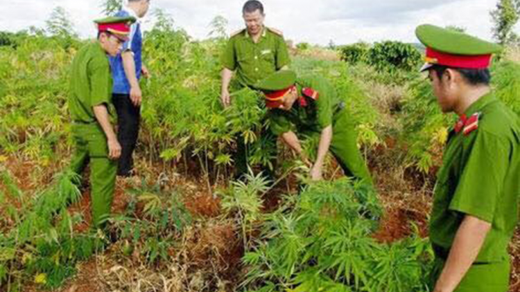 Dak Lak: Hbrâ kơchăng [ă tơdroăng mung tơnêi vâ pêt cần sa